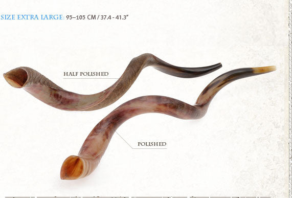 Kosher Yemenite Kudo ,Kudu Horn Shofar By