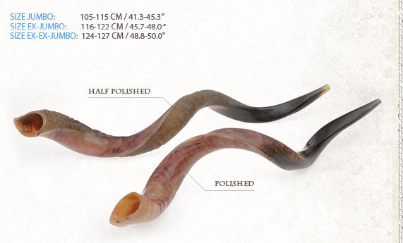 Kosher Yemenite Kudo ,Kudu Horn Shofar By